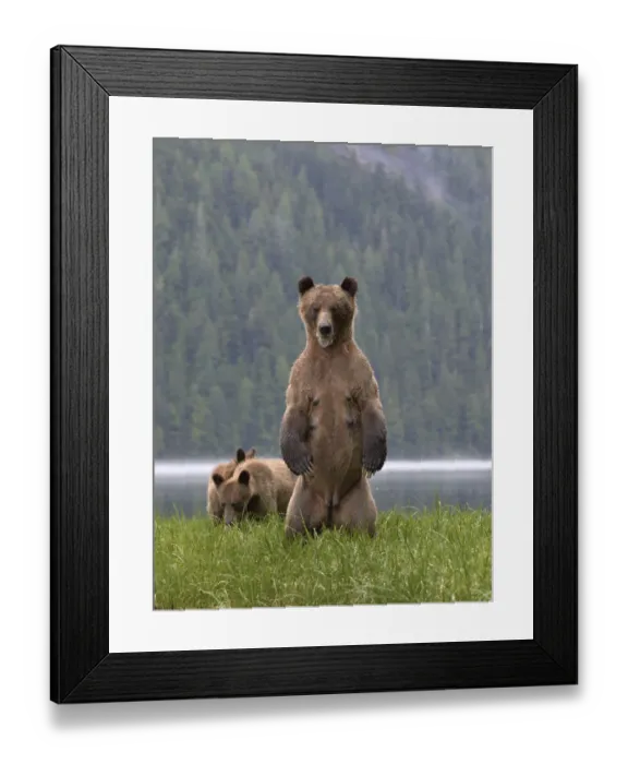 Framed Print : Female Grizzly bear (Ursus arctos horribilis) standing up, with two cubs nearby Framed Print : Female Grizzly bear (Ursus arctos horribilis) standing up, with two cubs nearby