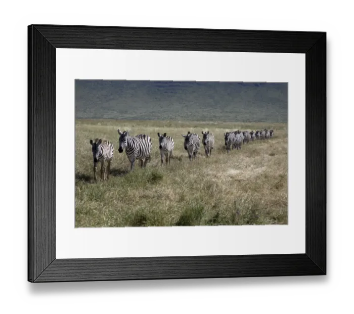 Framed Print : Burchells zebra (Equus quagga burchellii) walking in single file, Ngorongoro Crater Framed Print : Burchells zebra (Equus quagga burchellii) walking in single file, Ngorongoro Crater