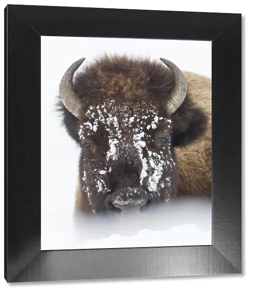 American Bison (Bison bison) lying in snow field, Hayden Valley, Yellowstone National Park