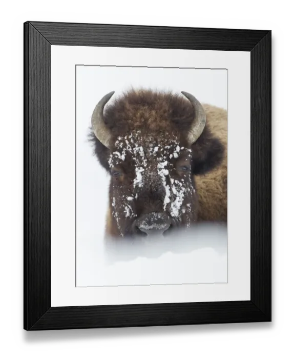Framed Print : American Bison (Bison bison) lying in snow field, Hayden Valley, Yellowstone National Park Framed Print : American Bison (Bison bison) lying in snow field, Hayden Valley, Yellowstone National Park