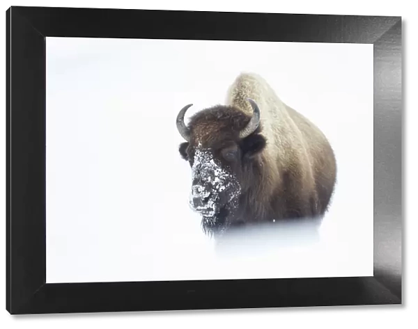 American Bison (Bison bison) walking through snow field, Hayden Valley, Yellowstone National Park