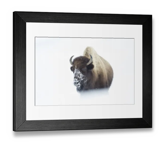 Framed Print : American Bison (Bison bison) walking through snow field, Hayden Valley, Yellowstone National Park Framed Print : American Bison (Bison bison) walking through snow field, Hayden Valley, Yellowstone National Park