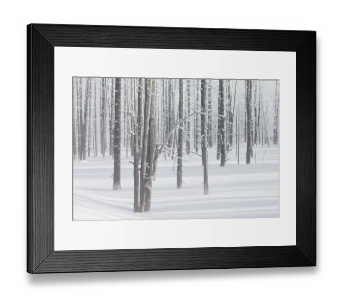 Framed Print : Calcified trees at Tangled Creek in winter, Yellowstone National Park, Wyoming, USA, February 2013