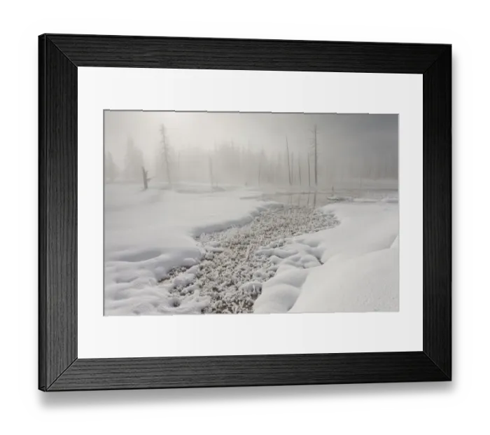 Framed Print : Calcified trees at Tangled Creek in winter, Yellowstone National Park, Wyoming, USA Framed Print : Calcified trees at Tangled Creek in winter, Yellowstone National Park, Wyoming, USA