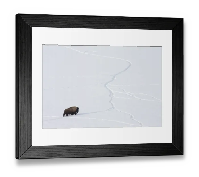 Framed Print : American bison (Bison bison) walking through snow using tracks made by other animals Framed Print : American bison (Bison bison) walking through snow using tracks made by other animals