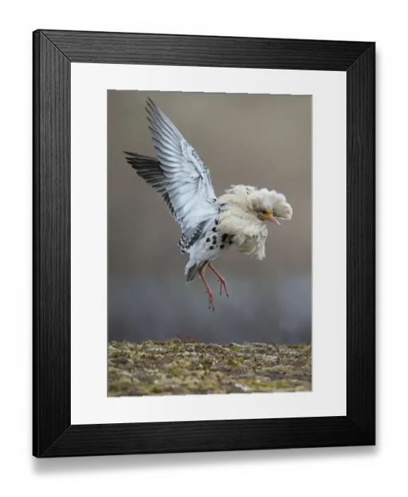 Framed Print : Satellite male Ruff (Philomachus pugnax) in full display at the lek. Varanger, Finmark Framed Print : Satellite male Ruff (Philomachus pugnax) in full display at the lek. Varanger, Finmark