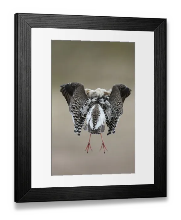 Framed Print : Rear view of Ruff (Philomachus pugnax) in full display at the lek. Varanger, Finmark Framed Print : Rear view of Ruff (Philomachus pugnax) in full display at the lek. Varanger, Finmark