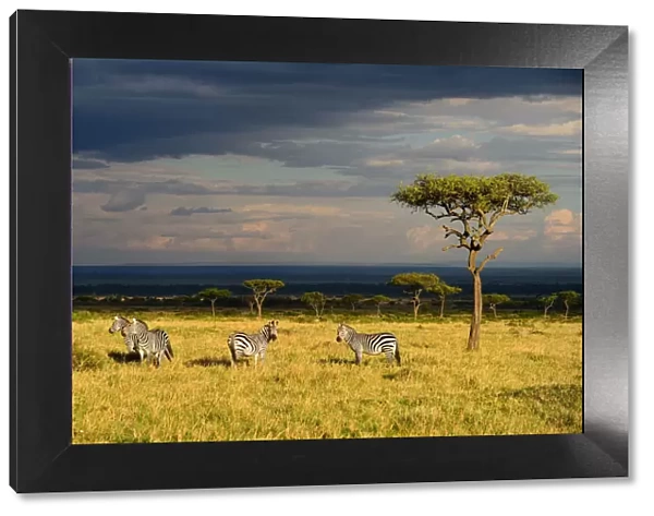 Savanna landscape wirh Grants zebras (Equus quagga boehmi) and acacia trees