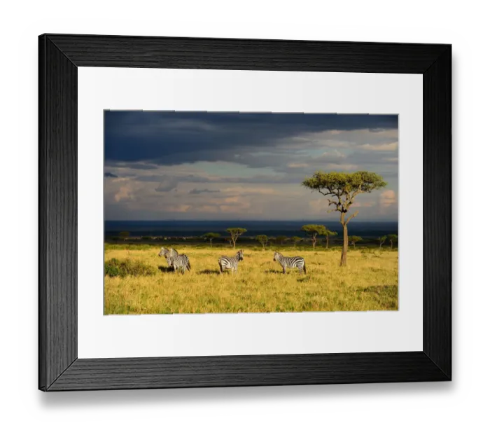 Framed Print : Savanna landscape wirh Grants zebras (Equus quagga boehmi) and acacia trees Framed Print : Savanna landscape wirh Grants zebras (Equus quagga boehmi) and acacia trees