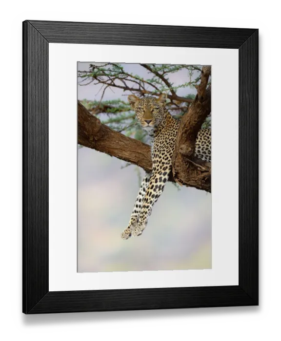Framed Print : Leopard (Panthera pardus) resting in acacia tree, Samburu National Reserve, Kenya, Africa Framed Print : Leopard (Panthera pardus) resting in acacia tree, Samburu National Reserve, Kenya, Africa