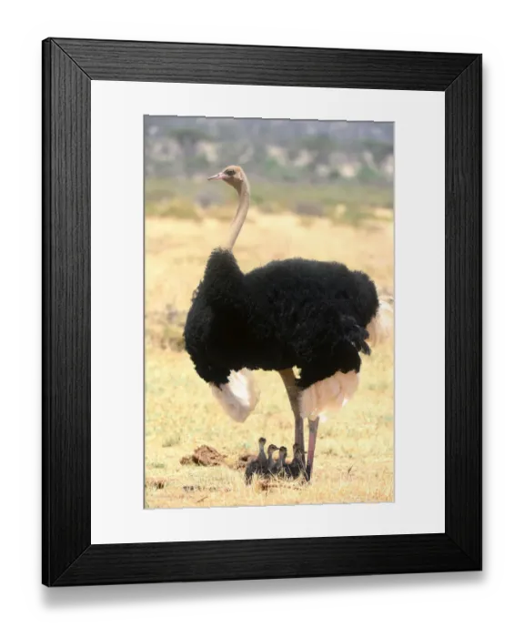 Framed Print : Male Ostrich (Struthio camelus) protecting chicks from the sun with its wings, Samburu Framed Print : Male Ostrich (Struthio camelus) protecting chicks from the sun with its wings, Samburu