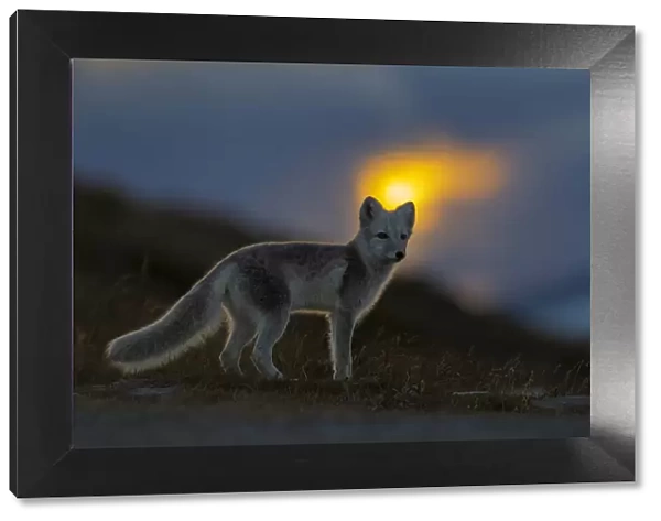 Arctic Fox (Alopex  /  Vulpes lagopus) at sunset, during moult from grey summer fur to winter white