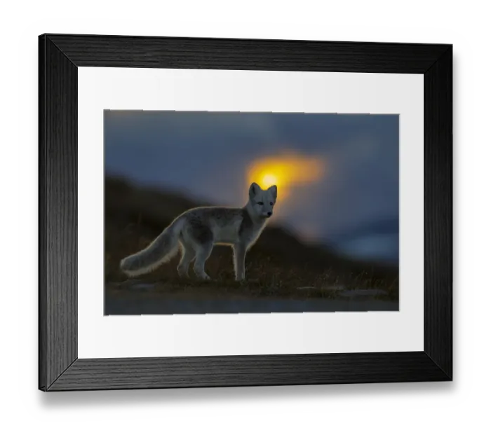 Framed Print : Arctic Fox (Alopex / Vulpes lagopus) at sunset, during moult from grey summer fur to winter white Framed Print : Arctic Fox (Alopex / Vulpes lagopus) at sunset, during moult from grey summer fur to winter white