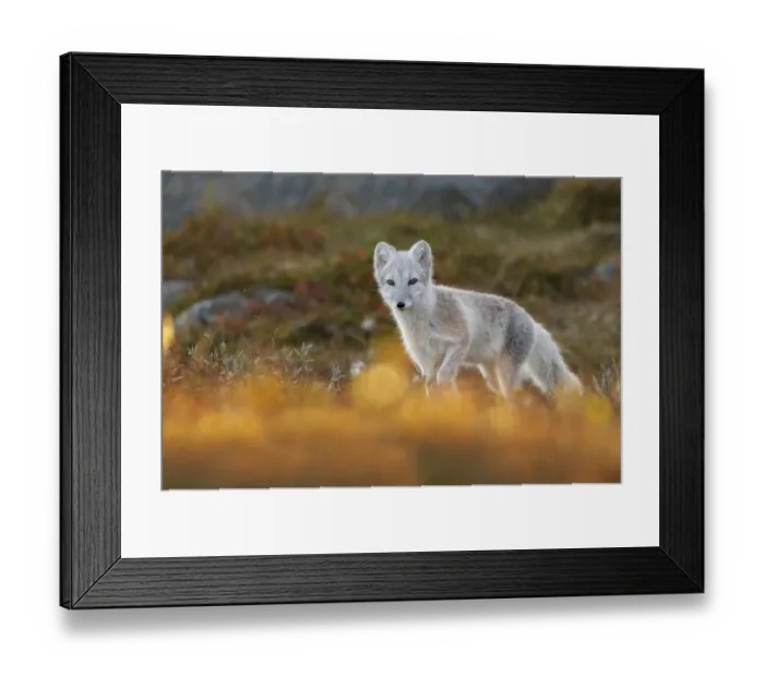 Framed Print : Arctic Fox (Alopex / Vulpes lagopus) portrait in early morning light, during moult Framed Print : Arctic Fox (Alopex / Vulpes lagopus) portrait in early morning light, during moult