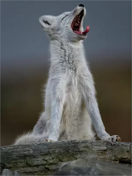 Arctic Fox (Alopex  /  Vulpes lagopus) yawning, during moult from grey summer fur to winter white