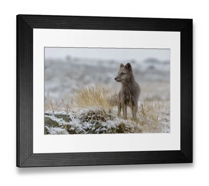 Framed Print : Arctic Fox cub (Alopex / Vulpes lagopus) standing in fresh snow, blue morph Framed Print : Arctic Fox cub (Alopex / Vulpes lagopus) standing in fresh snow, blue morph