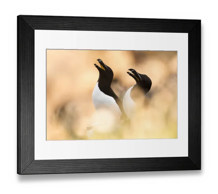 Framed Print : Razorbill (Alca torda) pair calling, between soft focus vegetation. Great Saltee Framed Print : Razorbill (Alca torda) pair calling, between soft focus vegetation. Great Saltee