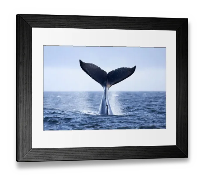 Framed Print : Humpback Whale (Megaptera novaeangliae) tail slapping, tail lob, lobtailing. Vancouver Island Framed Print : Humpback Whale (Megaptera novaeangliae) tail slapping, tail lob, lobtailing. Vancouver Island