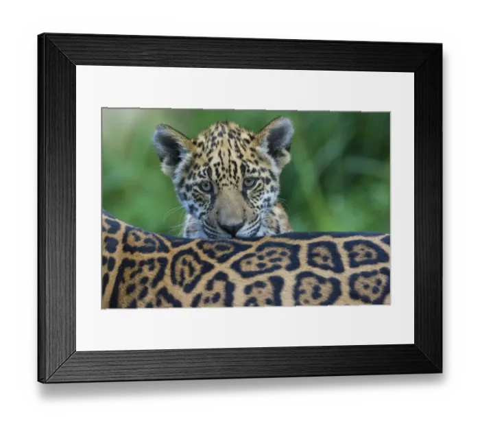 Framed Print : Jaguar (Panthera onca) cub looking over its mothers back, captive, occurs in Southern Framed Print : Jaguar (Panthera onca) cub looking over its mothers back, captive, occurs in Southern