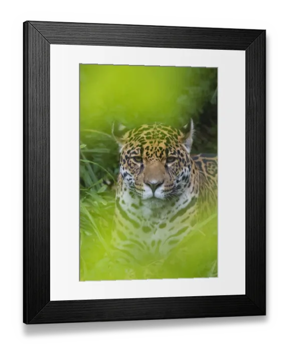 Framed Print : Female Jaguar (Panthera onca), captive, occurs in Southern and Central America Framed Print : Female Jaguar (Panthera onca), captive, occurs in Southern and Central America