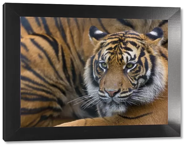Sumatran tiger (Panthera tigris sumatrae), captive, occurs in Sumatra, Indonesia