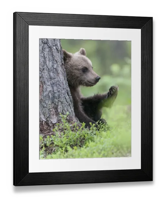 Framed Print : European brown bear (Ursus arctos arctos) young cub, northern Finland, July Framed Print : European brown bear (Ursus arctos arctos) young cub, northern Finland, July