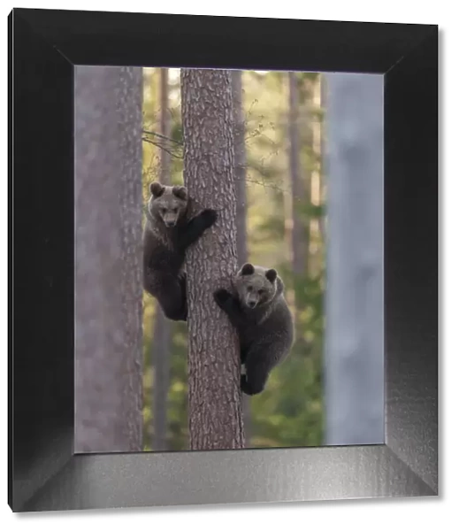 European brown bear (Ursus arctos arctos) two cubs climbing tree, northern Finland, May