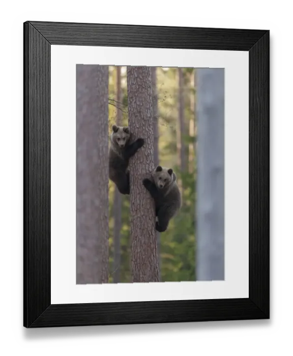 Framed Print : European brown bear (Ursus arctos arctos) two cubs climbing tree, northern Finland, May Framed Print : European brown bear (Ursus arctos arctos) two cubs climbing tree, northern Finland, May