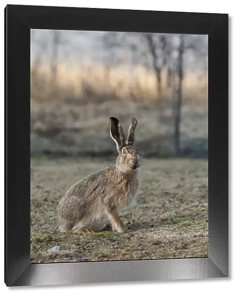 European hare (Lepus europaeus) portrait, central Finland, April