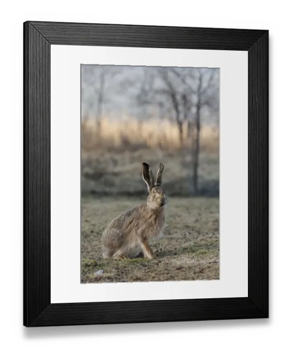 Framed Print : European hare (Lepus europaeus) portrait, central Finland, April Framed Print : European hare (Lepus europaeus) portrait, central Finland, April