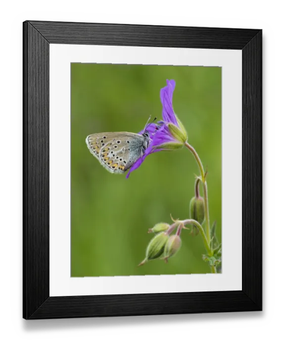 Framed Print : Geranium Argus butterfly (Plebejus eumedon) feeding on Wood Cranesbill (Geranium Framed Print : Geranium Argus butterfly (Plebejus eumedon) feeding on Wood Cranesbill (Geranium