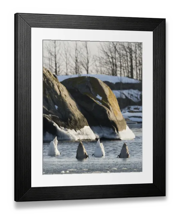 Framed Print : Mute Swans (Cygnus olor) foraging, southwest Finland, February Framed Print : Mute Swans (Cygnus olor) foraging, southwest Finland, February