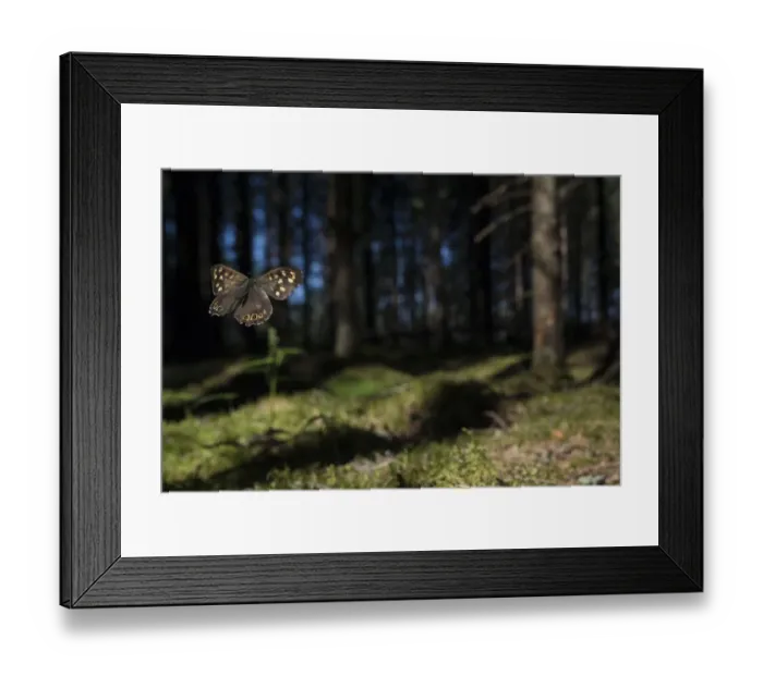 Framed Print : Speckled Wood (Pararge aegeria) male flying in habitat, Finland, April Framed Print : Speckled Wood (Pararge aegeria) male flying in habitat, Finland, April