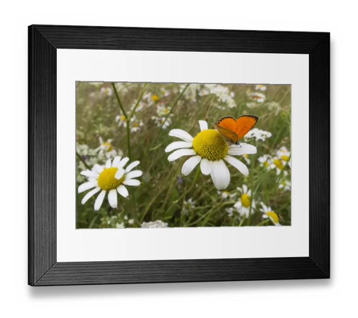 Framed Print : Scarce Copper (Lycaena virgaureae) male in meadow on ox-eye daisy, Joutsa (formerly Leivonmaki) Framed Print : Scarce Copper (Lycaena virgaureae) male in meadow on ox-eye daisy, Joutsa (formerly Leivonmaki)