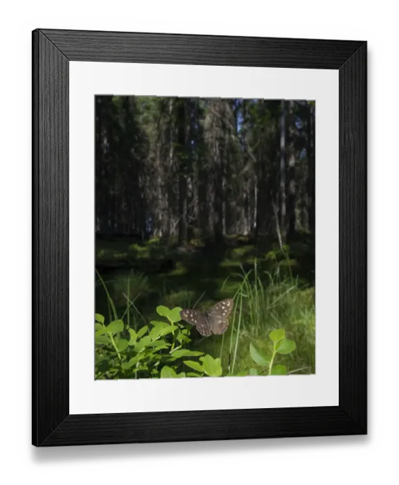 Framed Print : Speckled Wood (Pararge aegeria) male in habitat, Finland, April Framed Print : Speckled Wood (Pararge aegeria) male in habitat, Finland, April
