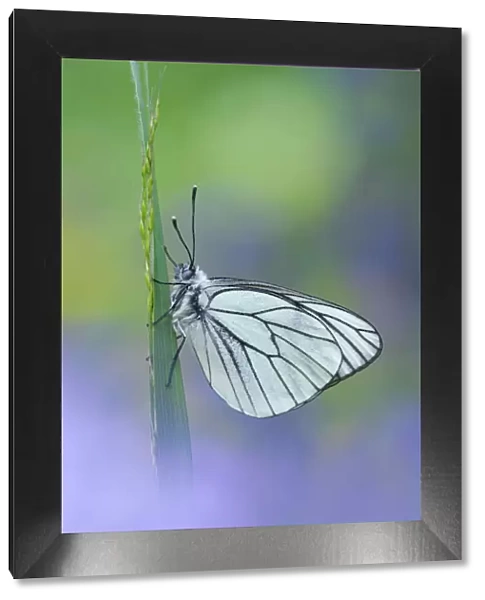 Black veined white butterfly (Aporia crataegi) on grass, Gavarnie-Gedre, Pyrenees National Park