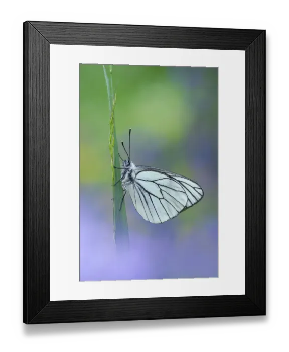 Framed Print : Black veined white butterfly (Aporia crataegi) on grass, Gavarnie-Gedre, Pyrenees National Park Framed Print : Black veined white butterfly (Aporia crataegi) on grass, Gavarnie-Gedre, Pyrenees National Park