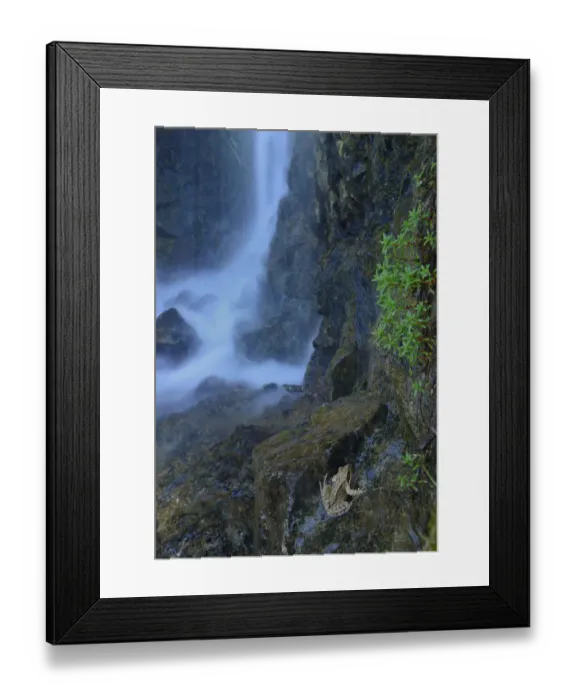 Framed Print : European common frog (Rana temporaria) on rock by waterfall, near Lac des Gloriettes dam