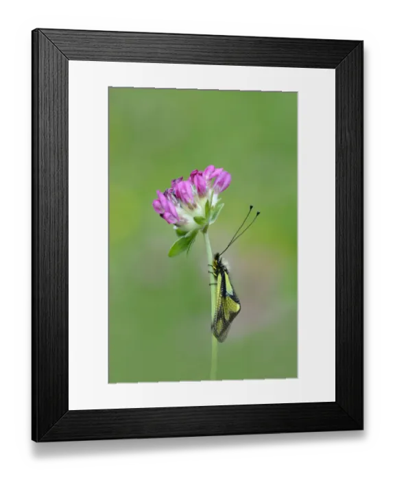 Framed Print : Owlfly sulphur (Libelloides coccajus) on flower, near Gavarnie, Pyrenees National Park Framed Print : Owlfly sulphur (Libelloides coccajus) on flower, near Gavarnie, Pyrenees National Park