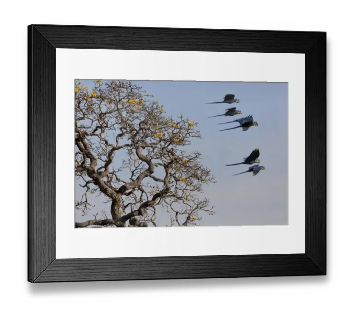 Framed Print : Hyacinth Macaw (Anodorhynchus hyacinthinus) small group in flight, Brazil Framed Print : Hyacinth Macaw (Anodorhynchus hyacinthinus) small group in flight, Brazil