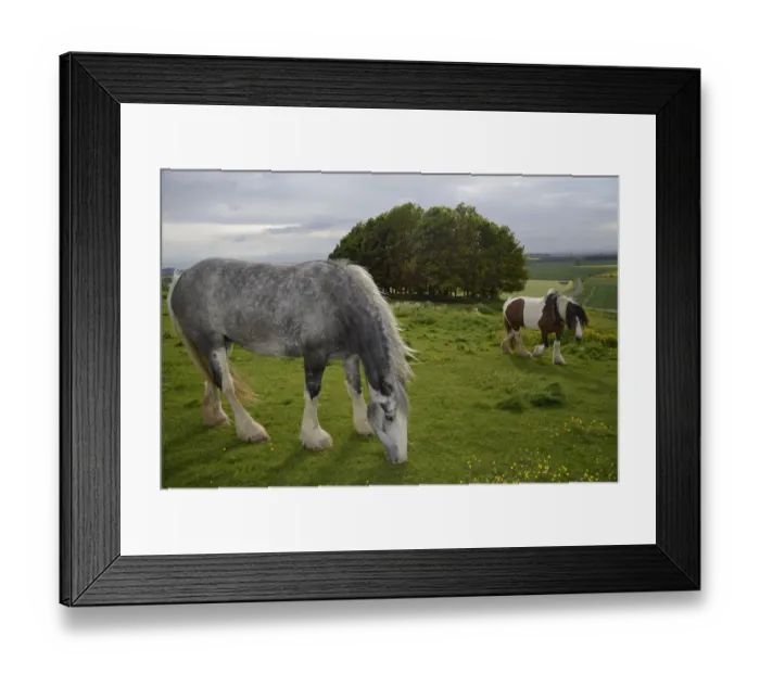 Framed Print : Two Irish Gypsy cob mares (Equus caballus), one dapple grey - grazing and one piebald Framed Print : Two Irish Gypsy cob mares (Equus caballus), one dapple grey - grazing and one piebald