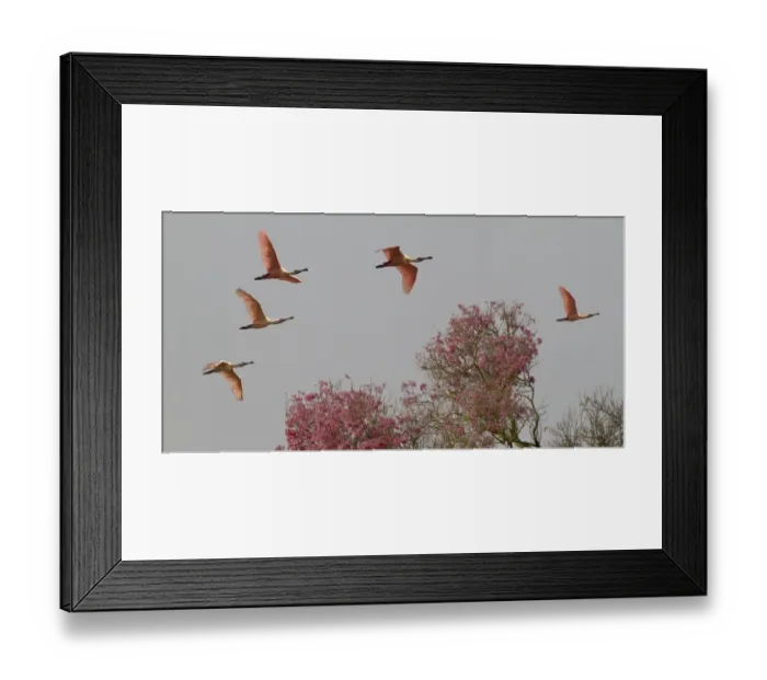 Framed Print : Roseate Spoonbills (Platalea ajaja) in flight, Pantanal, Mato Grosso do Sul, Brazil Framed Print : Roseate Spoonbills (Platalea ajaja) in flight, Pantanal, Mato Grosso do Sul, Brazil