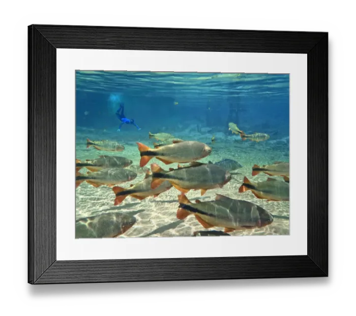 Framed Print : Snorkeller with shoal of Piraputanga (Brycon hilarii), Rio Olha d Agua at Cabeceira do Prata Framed Print : Snorkeller with shoal of Piraputanga (Brycon hilarii), Rio Olha d Agua at Cabeceira do Prata