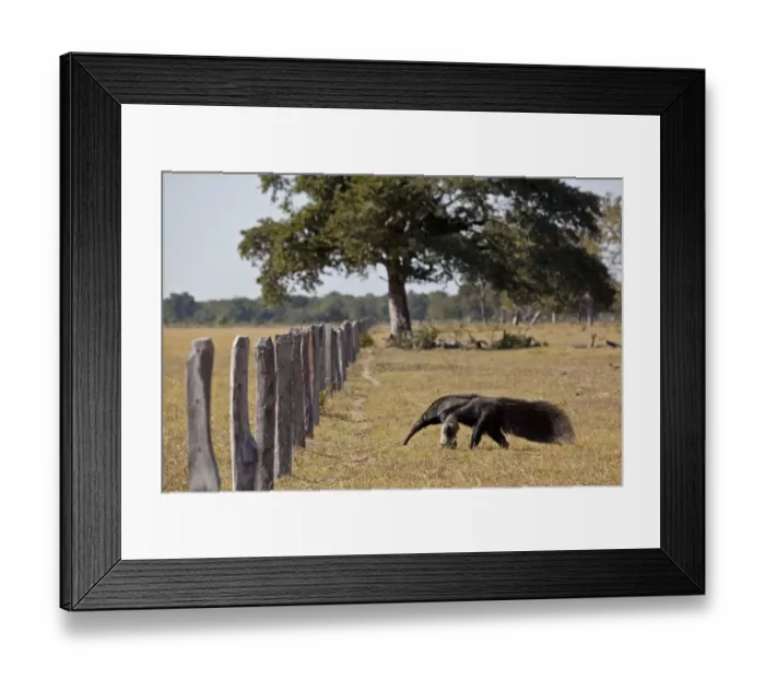 Framed Print : Giant Anteater (Myrmecophaga tridactyla) approaching livestock fence, Pantanal. Brazil Framed Print : Giant Anteater (Myrmecophaga tridactyla) approaching livestock fence, Pantanal. Brazil