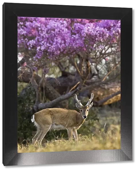 Pampas deer (Ozotoceros bezoarticus) buck in velvet standing by flowering tree, Pantanal