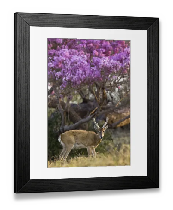 Framed Print : Pampas deer (Ozotoceros bezoarticus) buck in velvet standing by flowering tree, Pantanal Framed Print : Pampas deer (Ozotoceros bezoarticus) buck in velvet standing by flowering tree, Pantanal