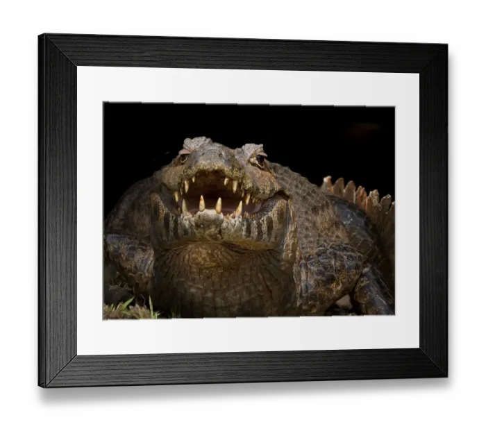 Framed Print : Yacare Caiman (Caiman yacare) with mouth open to keep cool, Pantanal, Brazil Framed Print : Yacare Caiman (Caiman yacare) with mouth open to keep cool, Pantanal, Brazil