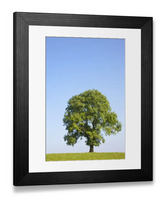 Framed Print : Ash Tree (Fraxinus excelsior) growing in a field. Peak District National Park, Derbyshire, UK Framed Print : Ash Tree (Fraxinus excelsior) growing in a field. Peak District National Park, Derbyshire, UK
