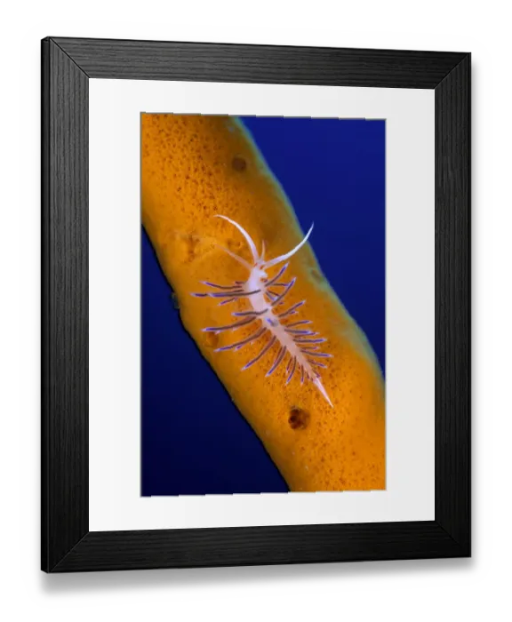 Framed Print : Nudibranch (Cratena peregrina) on a sponge, Ist Island, Croatia, Adriatic Sea Framed Print : Nudibranch (Cratena peregrina) on a sponge, Ist Island, Croatia, Adriatic Sea