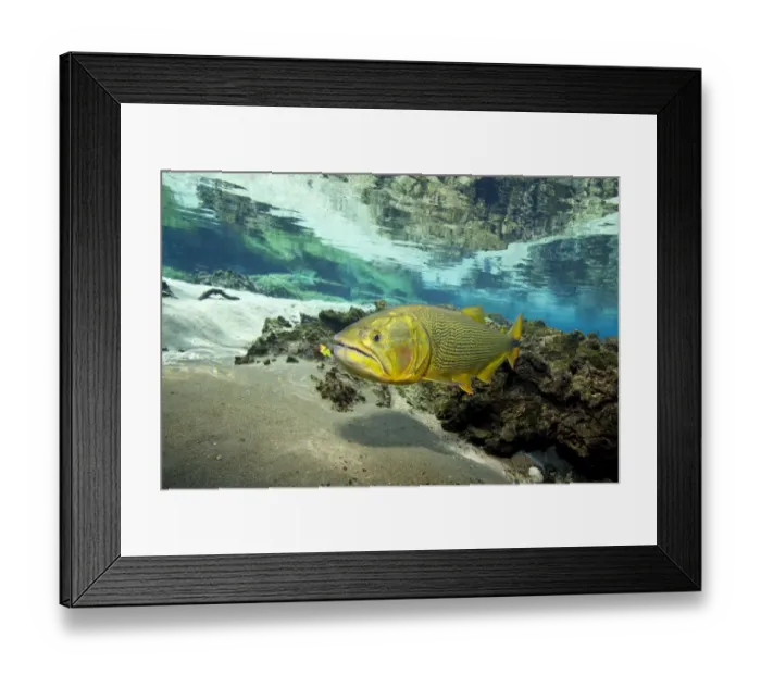 Framed Print : Freshwater Dorado (Salminus brasiliensis) Recanto Ecologico, Rio da Prata, Bonito Framed Print : Freshwater Dorado (Salminus brasiliensis) Recanto Ecologico, Rio da Prata, Bonito